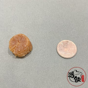 日本元貝M級【225G】 