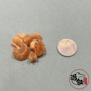 日本小元貝碎【22G】 