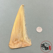 特大金山勾翅【150G】 